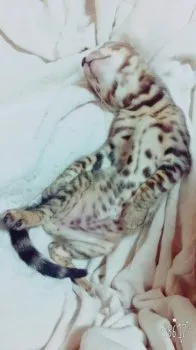 リーベ 様のお迎えした子猫