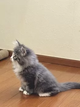 しも 様のお迎えした子猫