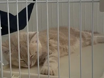 YT 様のお迎えした子猫