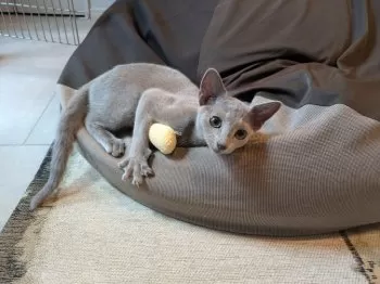 K.O 様のお迎えした子猫