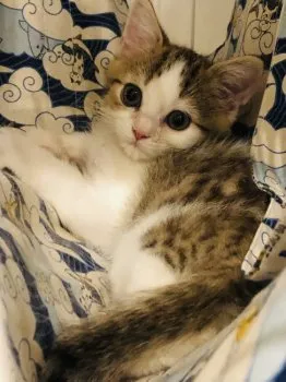 R.M 様のお迎えした子猫