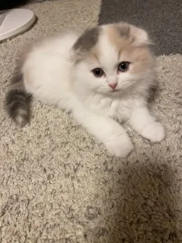 R.T 様のお迎えした子猫