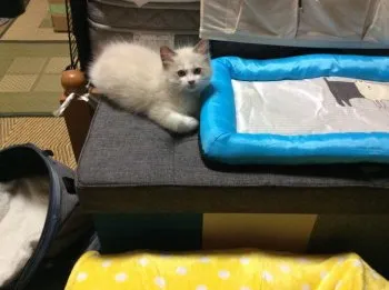 O・K 様のお迎えした子猫