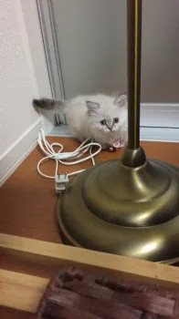 e 様のお迎えした子猫