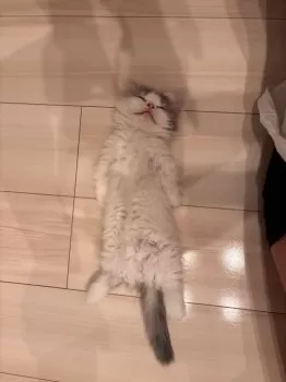 S 様のお迎えした子猫