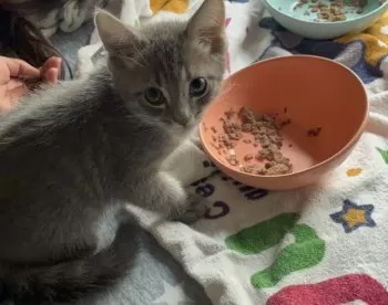 よもぎ 様のお迎えした子猫