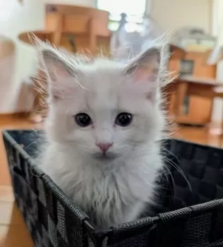 E.S 様のお迎えした子猫