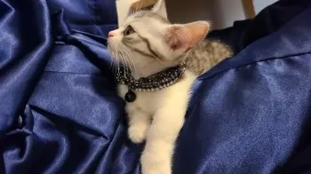 ちゅら 様のお迎えした子猫