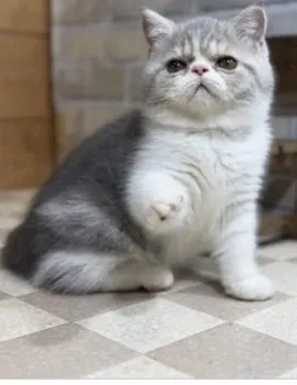 N.K 様のお迎えした子猫