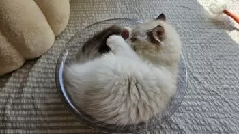 LUY 様のお迎えした子猫