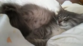 由良 様のお迎えした子猫