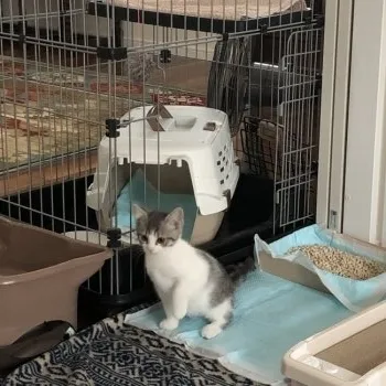 あも 様のお迎えした子猫