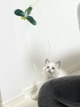 S.T 様のお迎えした子猫