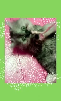 rinrin 様のお迎えした子猫