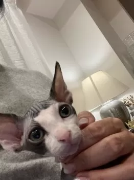 C.S 様のお迎えした子猫