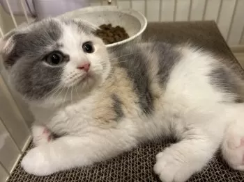 Y.H 様のお迎えした子猫