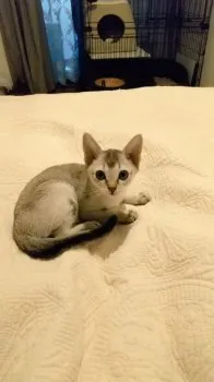 Rie 様のお迎えした子猫