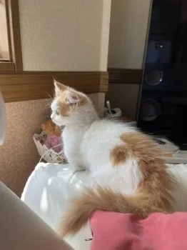 T.S 様のお迎えした子猫