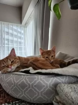 ゆん子 様のお迎えした子猫