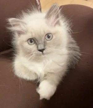 nao 様のお迎えした子猫