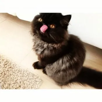 おだし 様のお迎えした子猫