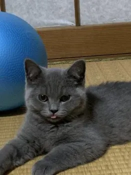 M.S 様のお迎えした子猫