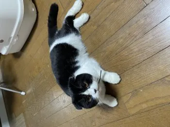 Muston 様のお迎えした子猫