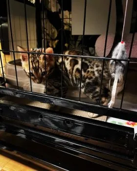 D.S 様のお迎えした子猫