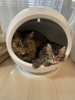 C.M 様のお迎えした子猫