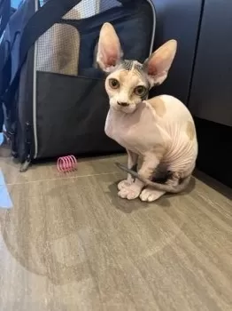 ヘザー 様のお迎えした子猫