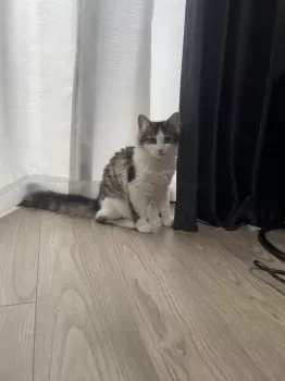 Y.H 様のお迎えした子猫