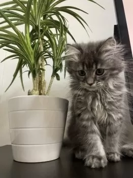 みーこ 様のお迎えした子猫