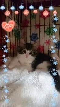 ノエルママ 様のお迎えした子猫