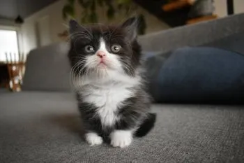 risa 様のお迎えした子猫