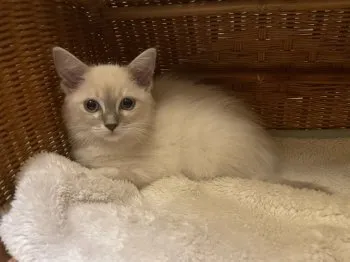 Y.K 様のお迎えした子猫