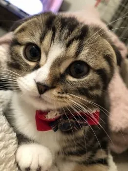 まめこ 様のお迎えした子猫