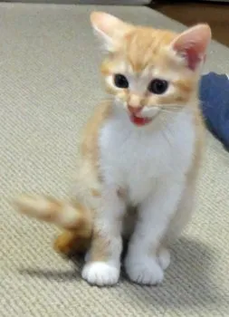 ao 様のお迎えした子猫