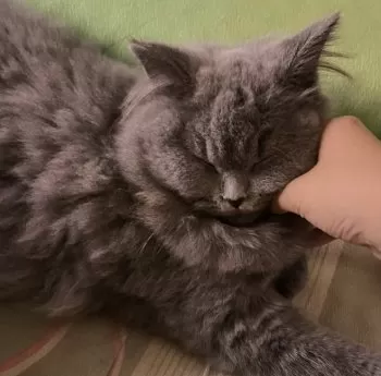 アリス 様のお迎えした子猫