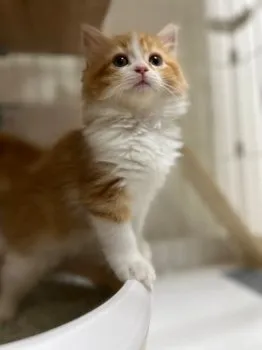 りょう 様のお迎えした子猫