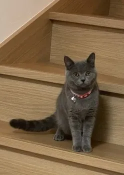 りこりこ 様のお迎えした子猫