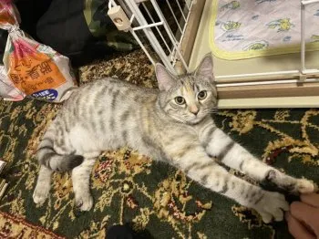 ぶち 様のお迎えした子猫