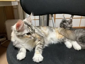 リュールカ 様のお迎えした子猫