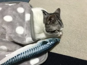 TY 様のお迎えした子猫