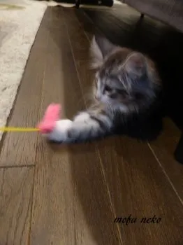 モフのお母さん 様のお迎えした子猫