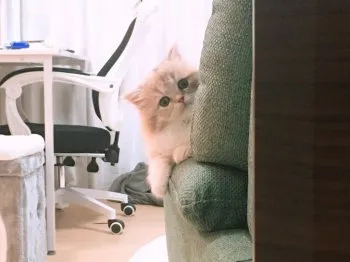 まる 様のお迎えした子猫