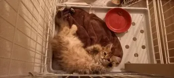 永山 様のお迎えした子猫