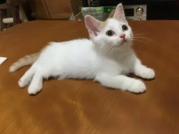 りーこ 様のお迎えした子猫