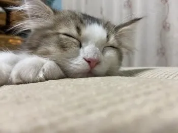 KE 様のお迎えした子猫