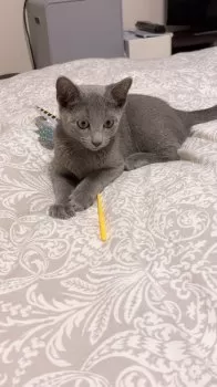 テル 様のお迎えした子猫