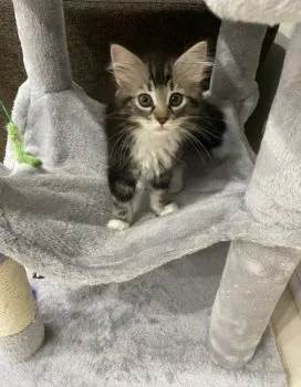 Y.O 様のお迎えした子猫